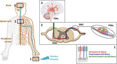 The NaV1.7 Channel Subtype as an Antinociceptive Target for Spider Toxins in Adult Dorsal Root Ganglia Neurons